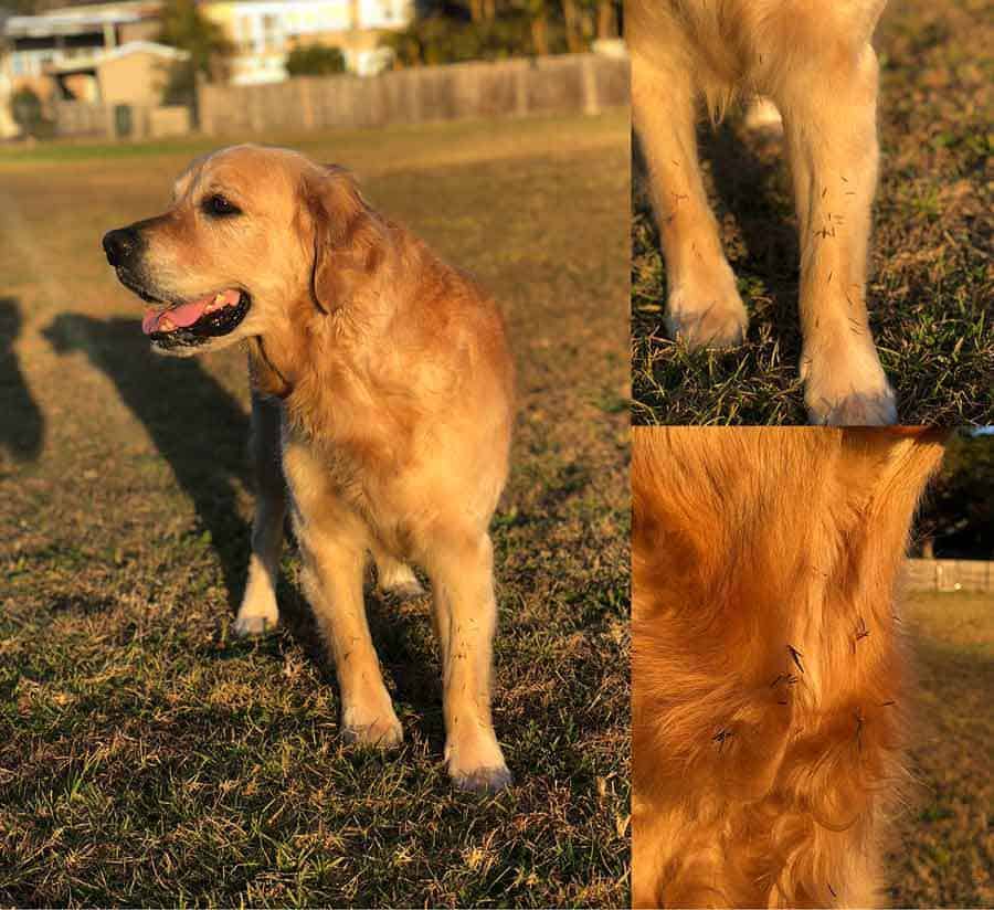 Dozer the golden retriever dog covered in burs