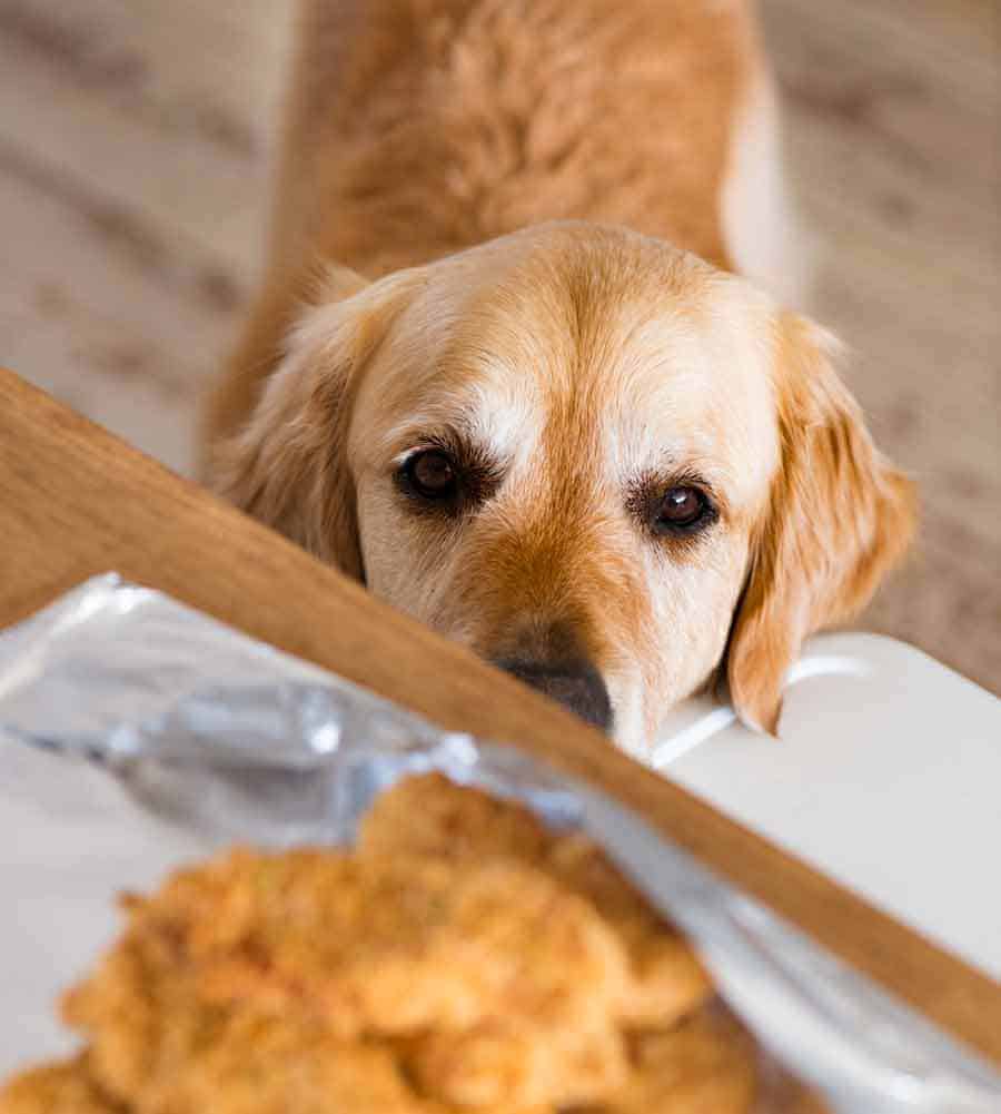 Dozer the golden retriever dog lusting after crunchy baked chicken tenders