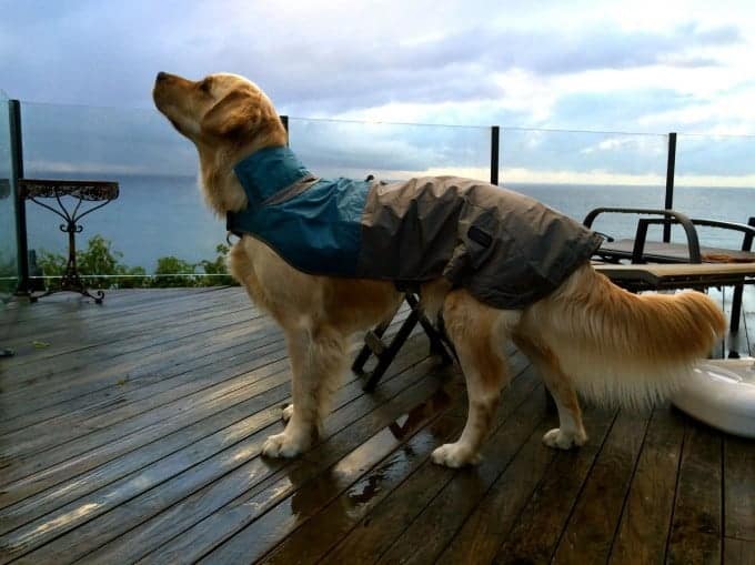Dozer the golden retriever in a rain coat, looking up at rain clouds